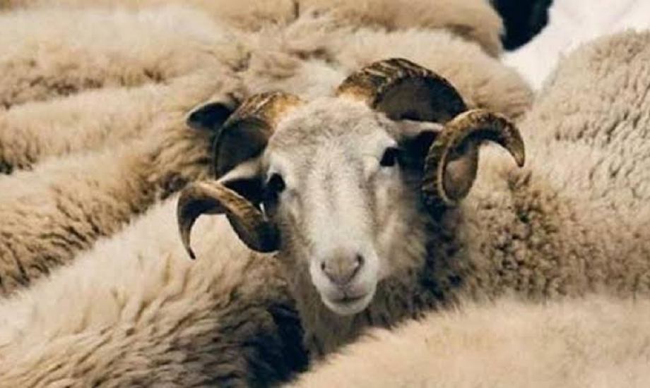 أحكام الأضحية وشروطها أحكام الأضحية وشروطها