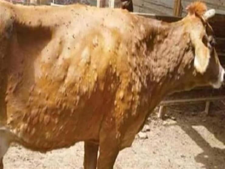 ظهور مرض أبقار بتوزر وبنزرت.. الفلاحة توضح