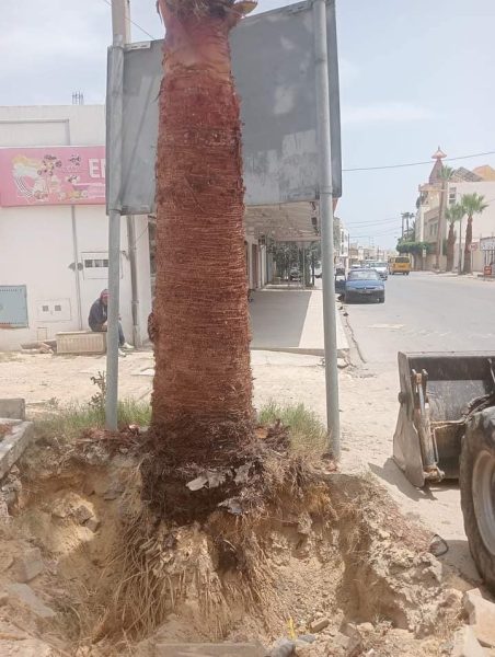 بلدية أكودة تقاضي 3 أشخاص اقتلعوا نخلتيْن بالطريق العام (وثيقة)