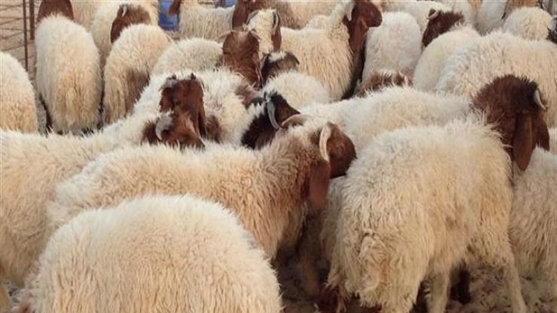 أضاحي العيد.. دعوة مربي الماشية للحصول على بطاقة الفلاح