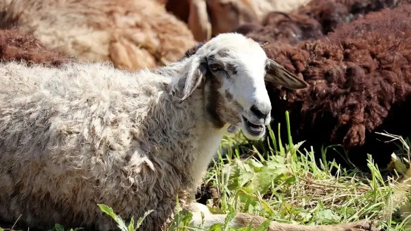 دار الإفتاء تحذر المصريين بخصوص الأضاحي