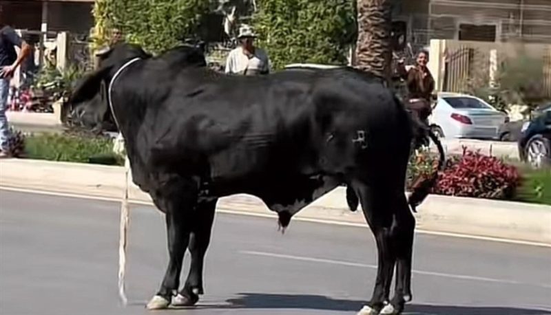 عجل هارب يحطم السيارات ويعطل المرور في القاهرة