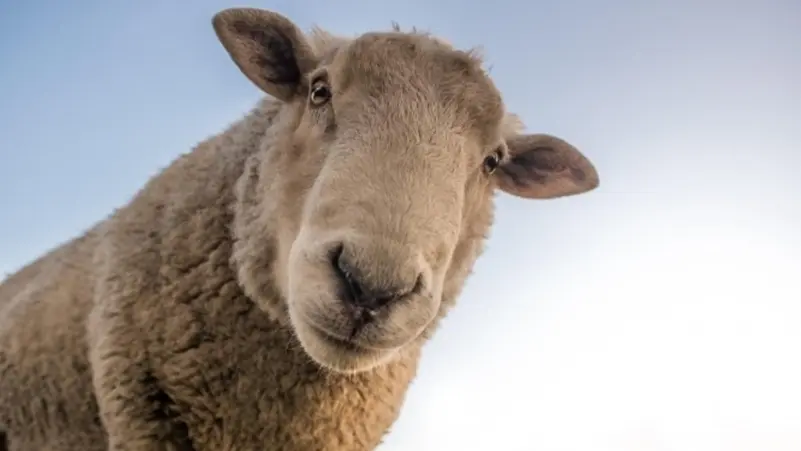 الجزائر/ كبش ينطح فتى فيرديه قتيلاً