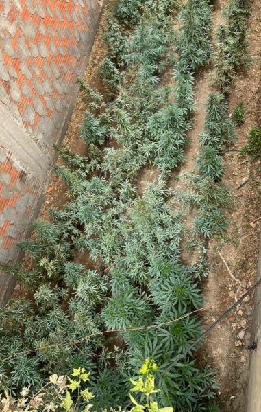 منزل تميم.. مداهمة منازل معدة لزراعة الـماريخوانا