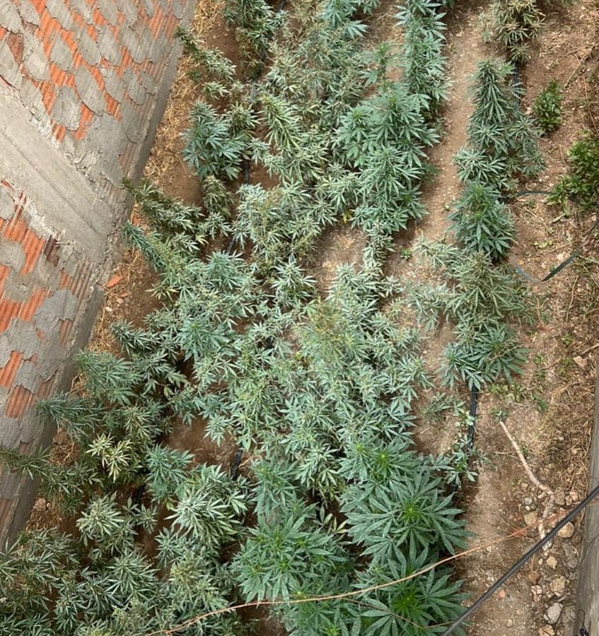 منزل تميم/ مداهمة منازل معدة لزراعة الـ”ماريخوانا”