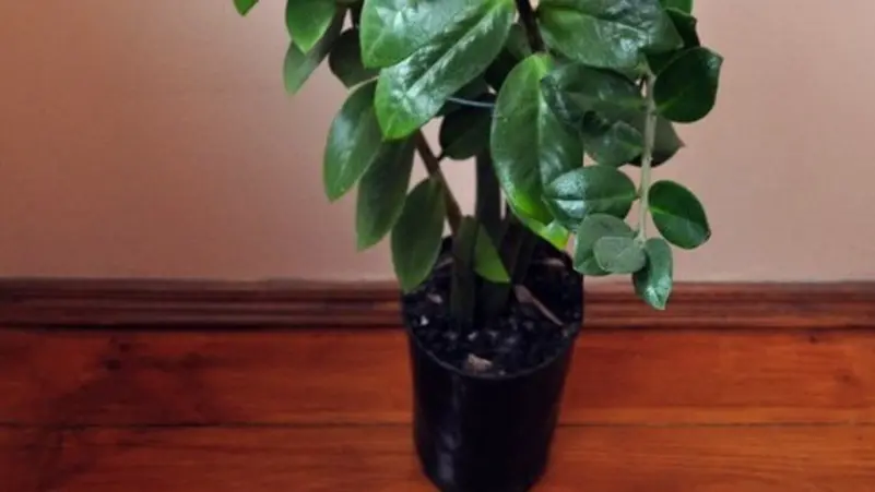 سعرها خيالي.. نبتة معدّلة جينيا تحارب تلوث الهواء