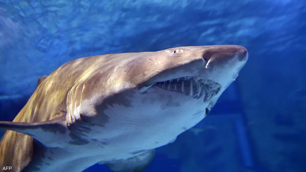 اختبار يثبت “تعاطي” أسماك قرش للكوكايين