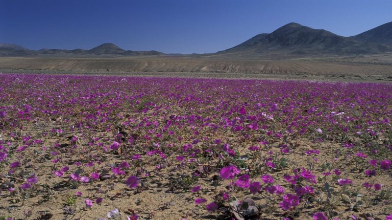 الصحراء الأكثر جفافا على وجه الأرض تزهر فجأة!
