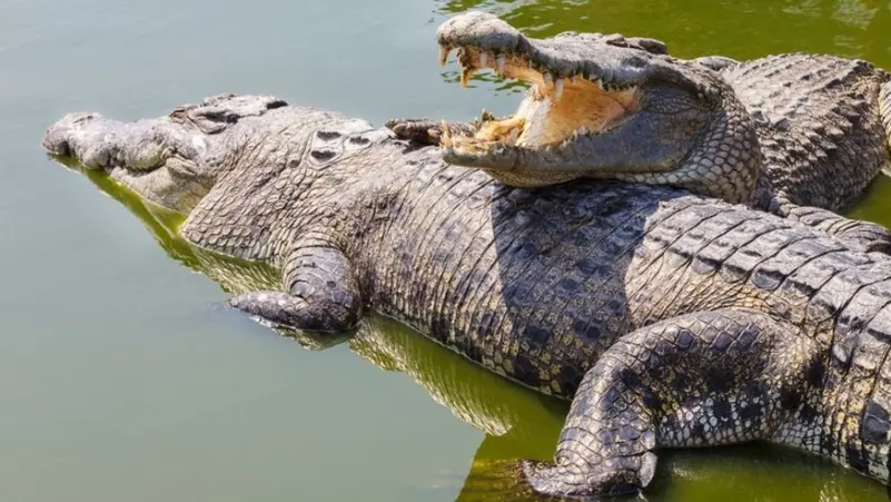 المكسيك/ زحف مئات التماسيح الى المدن