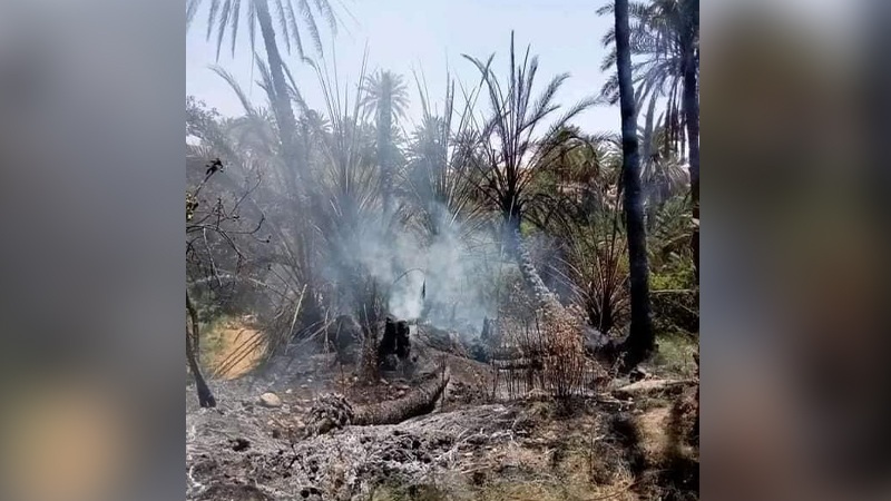 حامة الجريد/ حريق يطال 1600 من أصول النخيل