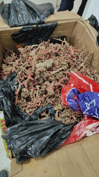 حجز كميات هامة من المرجان وبضائع مهربة