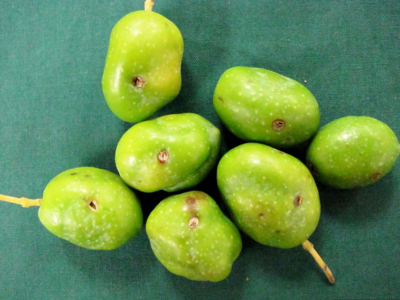 حملة مداواة أرضية وجوية بعد رصد ذبابة الزيتون