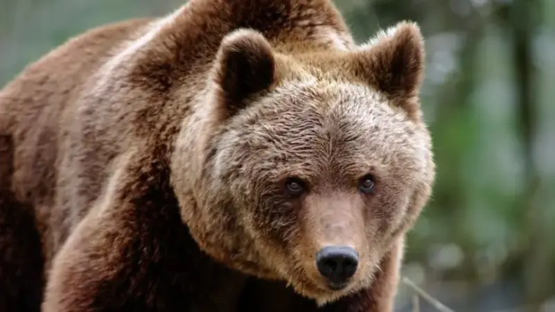  اليابان تستعين بالجيش لمواجهة الدببة