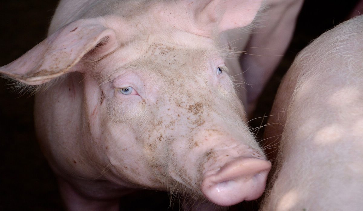 وفاة ثاني مريضة حصلت على كلية خنزير