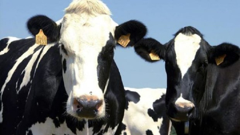 القلعة الخصبة.. حجز أبقار مُهربة