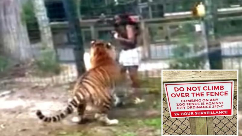 فضول قاتل.. شابة تقفز إلى قفص نمر!