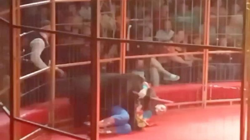 لحظات مرعبة على المباشر.. دبة تهاجم مدربها (فيديو)