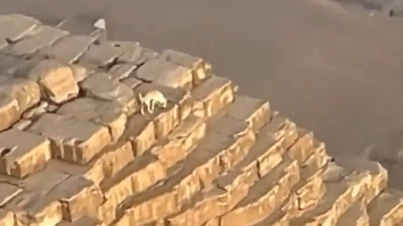 أصبح الأشهر بالعالم.. كلب يتجول فوق قمة الهرم (فيديو)