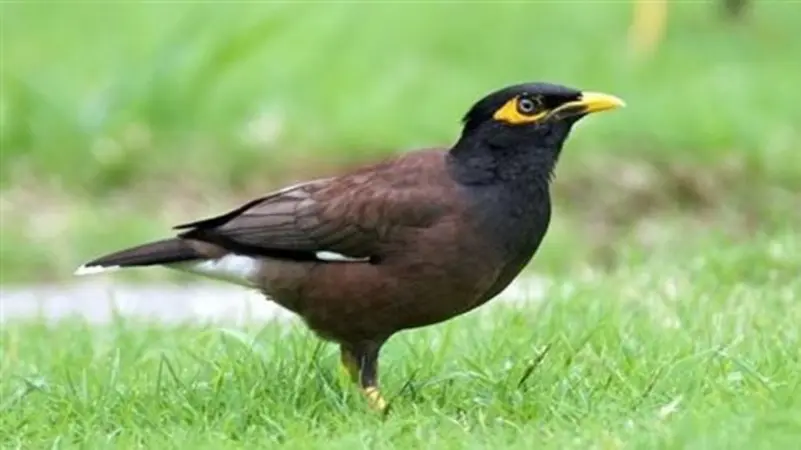 طائر خطير يجتاح الجزائر.. ناقل الأمراض!