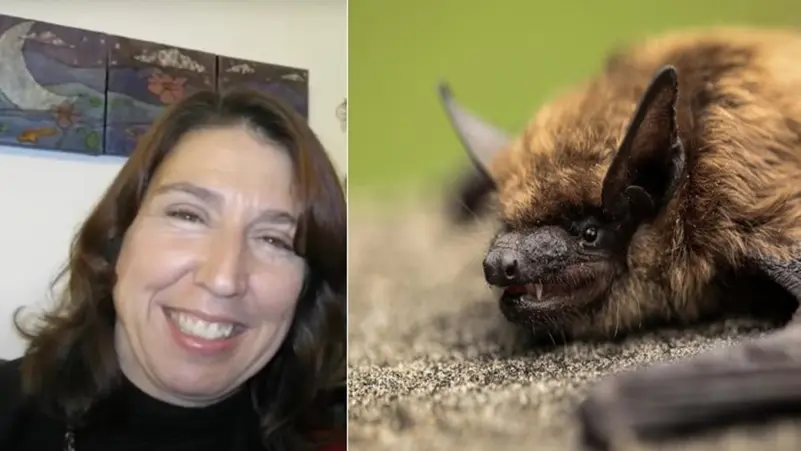 خفاش ينهي حياة معلمة  