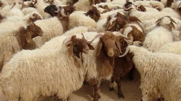 قعفور/ الكشف عن سرقة مواشي وإيقاف الجناة