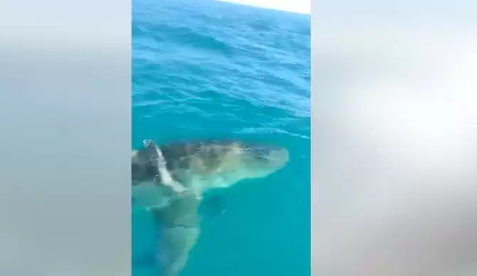 قرش أبيض في سواحل تونس! (فيديو)