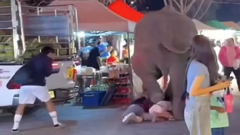 فيل يدهس حشدا من المتسوّقين