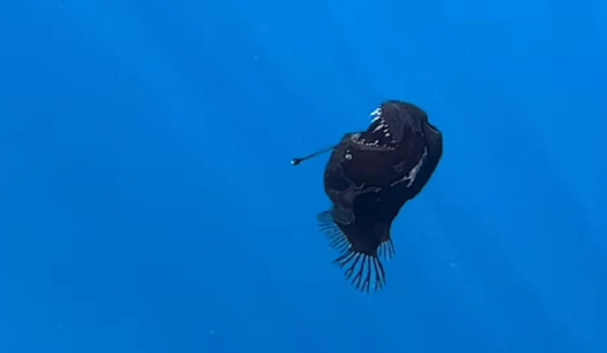 رصد “سمكة الشيطان” قرب جزيرة إسبانية (فيديو)