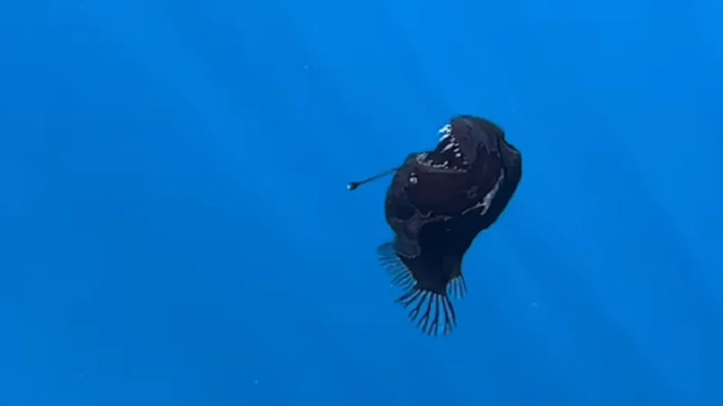 السمكة الشيطان