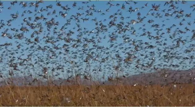 بنقردان/ رصد سرب من الجراد الصحراوي