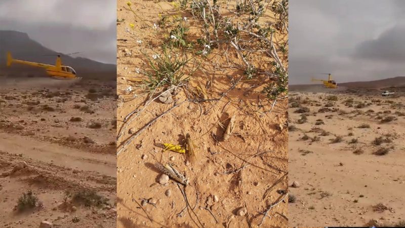 تطاوين رش مبيدات باستخدام مروحية لمكافحة الجراد