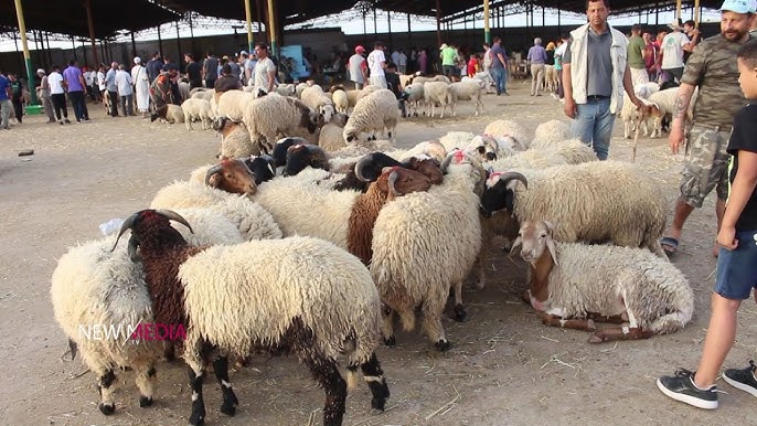 هذه أسعار أضحية العيد لهذا العام