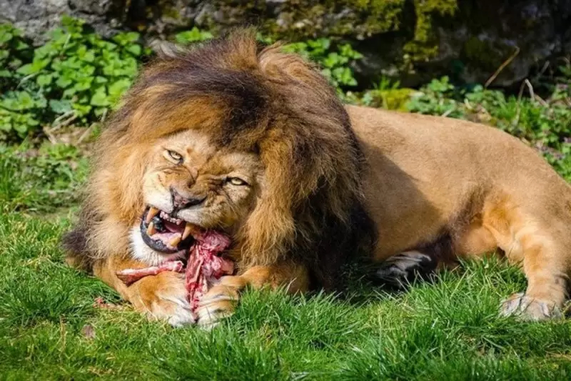 أسد يلتهم مالكه