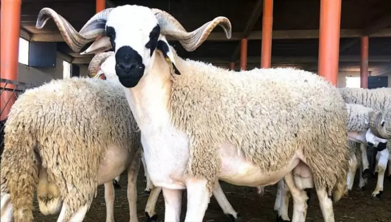 أضاحي العيد