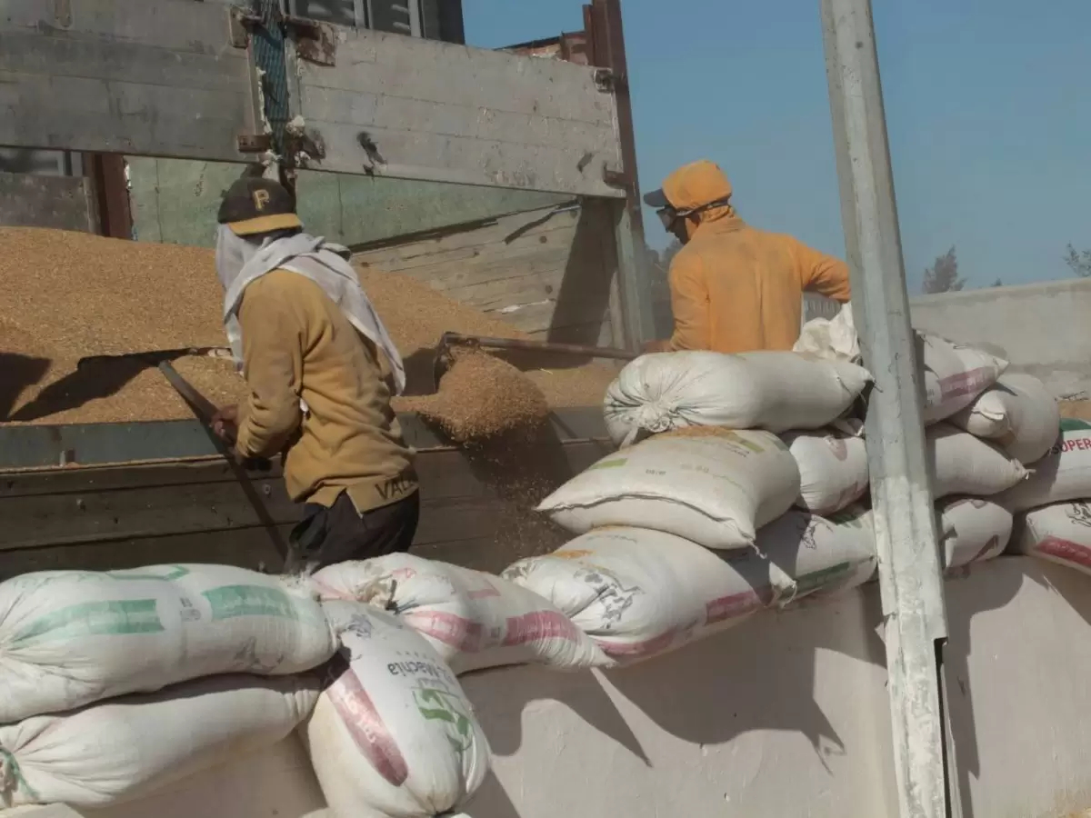 الإنتاج الجملي للحبوب لهذا الموسم