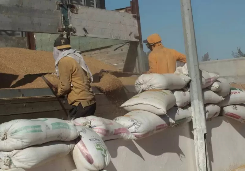 الإنتاج الجملي للحبوب لهذا الموسم