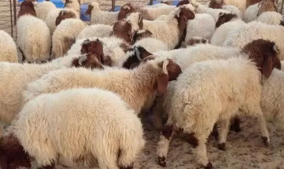 عيد الأضحى.. نصائح للتخلص الآمن من مخلفات ذبح الأضاحي