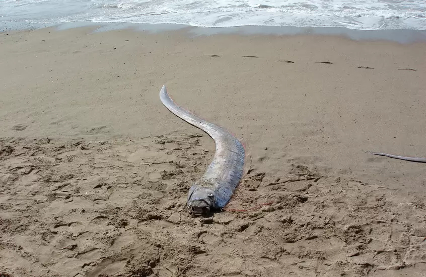 ظهورها ينذر بالكوارث.. العثور على “سمكة يوم القيامة”