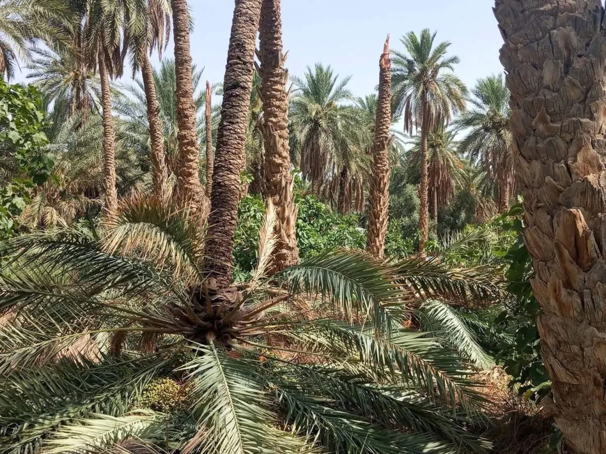 بالصور/ شاهد ما خلفته العاصفة الرملية بتوزر