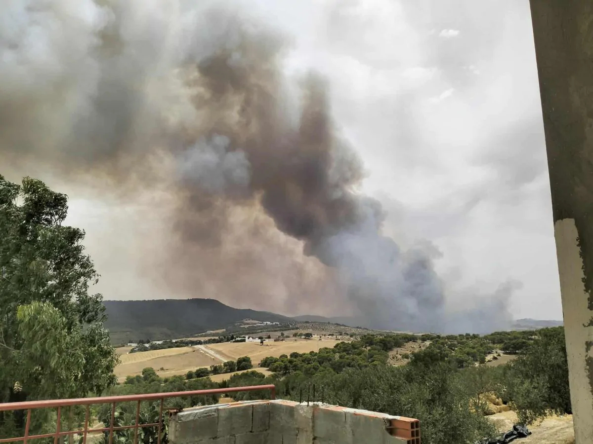 زغوان/ اندلاع حريق بجبل منصور (فيديو+ صور)