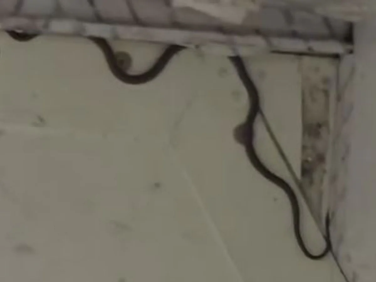 أستراليا.. أفعى تتسبب في تأخير رحلة طائرة (صور)