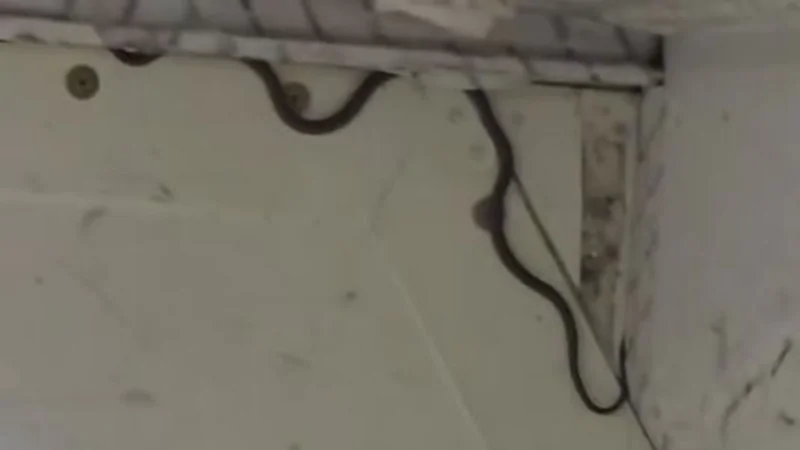 أفعى تتسبب في تأخير رحلة طائرة