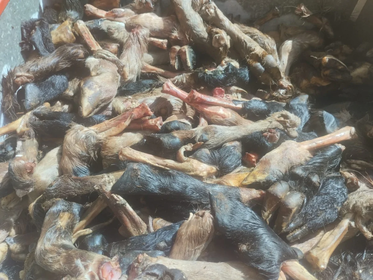 روائح كريهة وتعفن .. شاهد لحوم تم حجزها في القيروان موجهة للاستهلاك