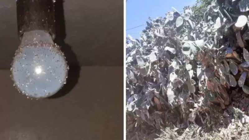 الحشرة القرموزية