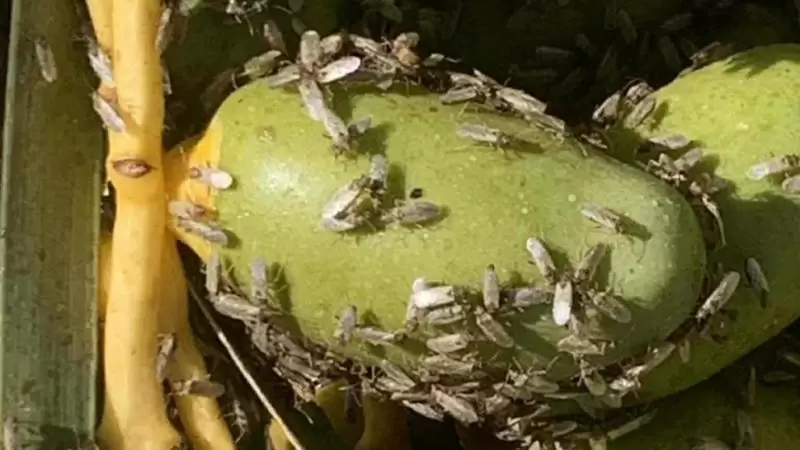 الفراش الكاذب