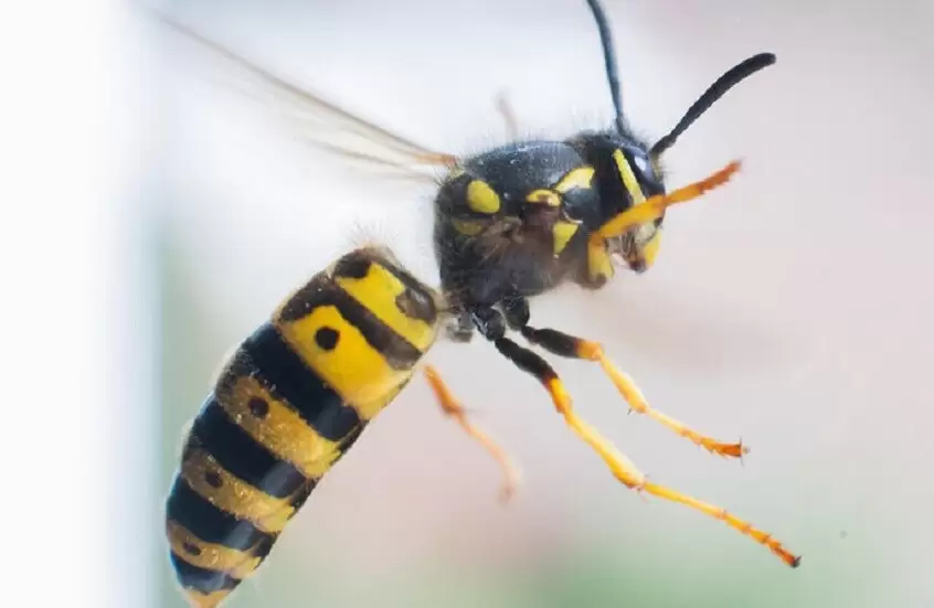 سرب من الدبابير يهاجم طفلا ويودى بحياته