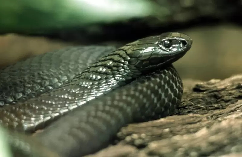 طفل عمره سنة يقتل كوبرا بأسنانه