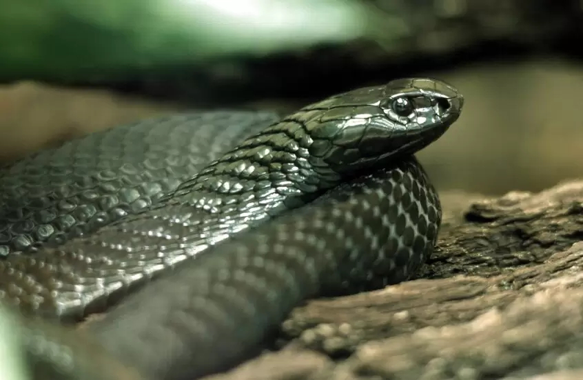 طفل عمره سنة يقتل كوبرا بأسنانه!