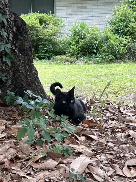 قطة تتفوق على العلماء في اكتشاف فيروس نادر