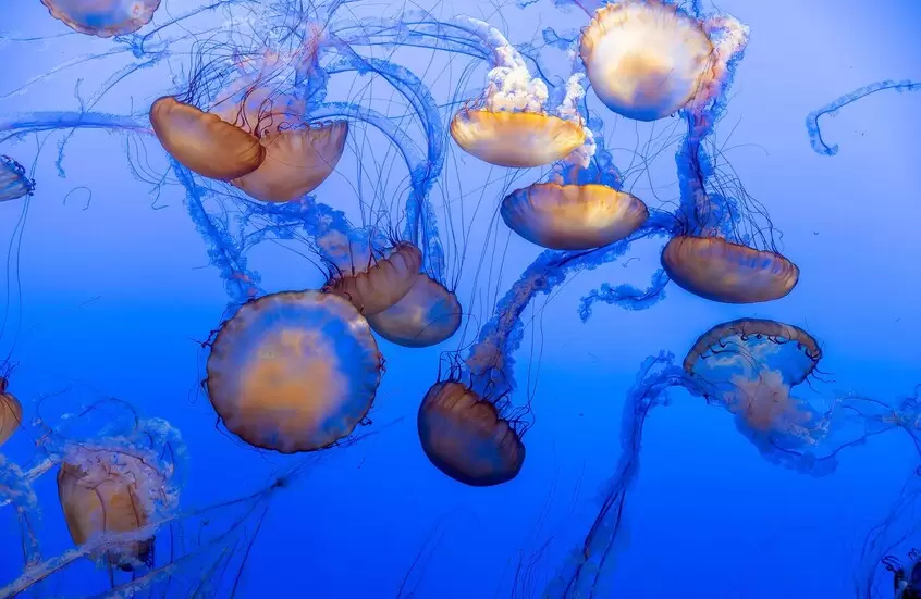 كيف نحمي أنفسنا من لسعات قناديل البحر؟